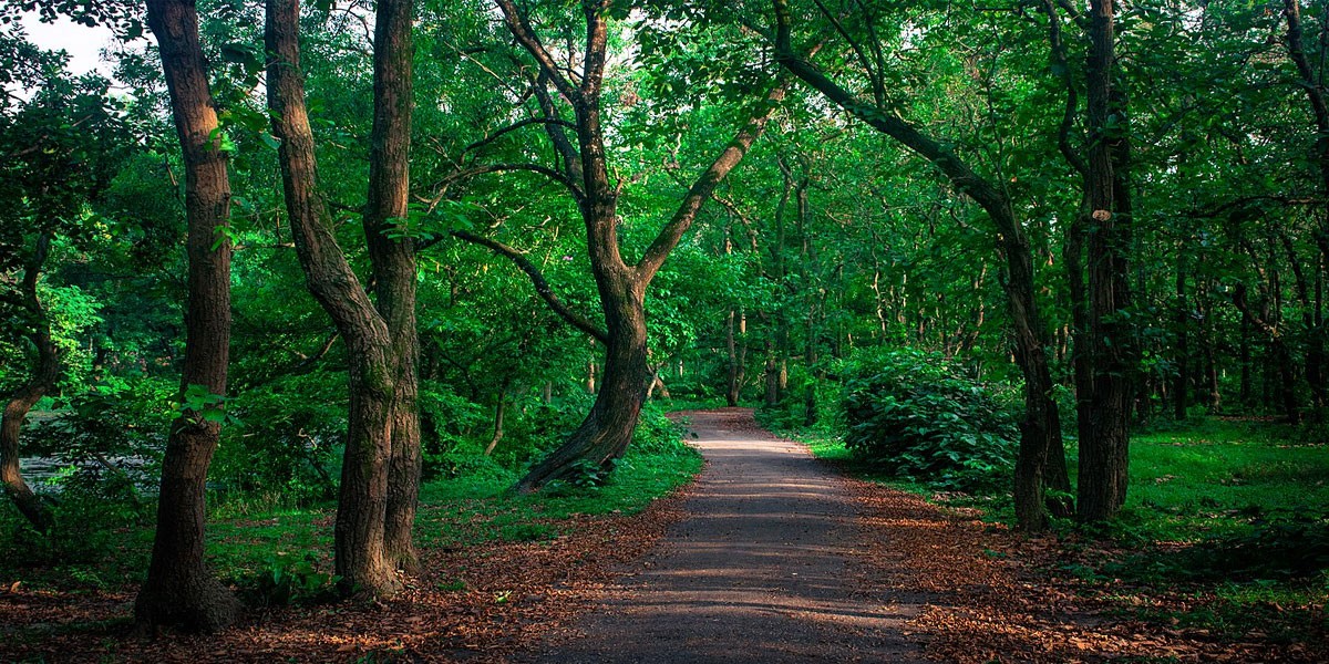 Bhawal National Park